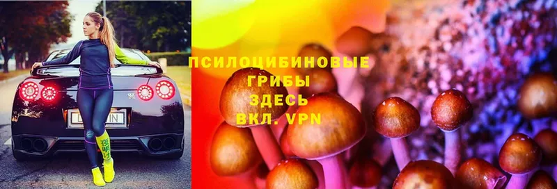 сколько стоит  Бежецк  Псилоцибиновые грибы Psilocybe 